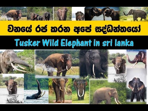 #elephant#srilankan#wild   Tusker Wild Elephant in sri lanka